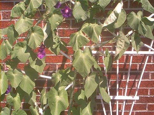 close up shot of my morning Glory's - Here's a close up shot of my purple morning Glory's