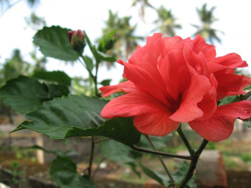 Flower - This type of flower, and its leaves are known for great natural substitutes of shampoo.. It gives color to your hair and gets rid of dandruff