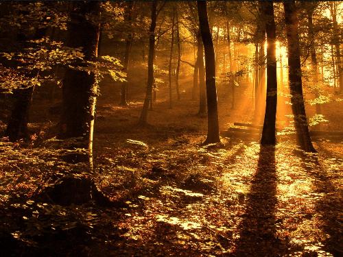 Autumn - A wonderful picture that brings to mind Vivaldi's four seasons. Or at least a certain part of it.