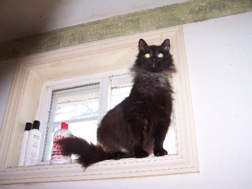 Angel - Angel sitting waaaaaaay up in the window above the shower in our bathroom. And she was pregnant at the time. I don&#039;t know why she was up there, but she carefully slid down the wall on her front paws to get down.