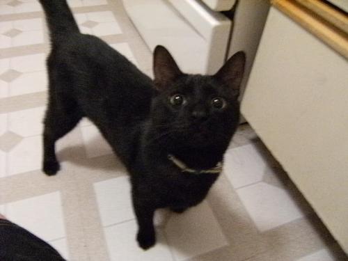 Snoopy! The newest member of the family. - Black Short Hair:  Kitten - 6 months old. Loves to snoop into EVERYTHING!!!