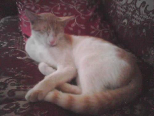 Cat which like to sit on sofas - My cat's name is Zeebaw and he loves to do mischieves in the house. He loves to sit on the sofa and behind the television though.