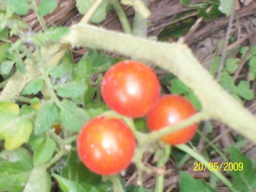 tomato - smal tomato