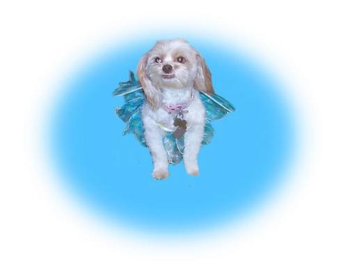 She is a angel here  - But she has her spunk too she follows me every where I go.