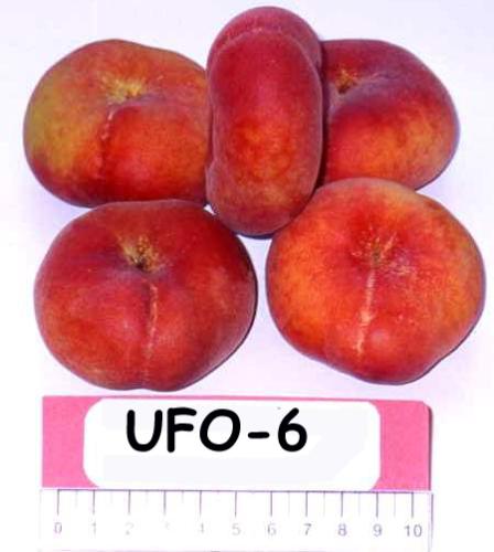 UFO Peaches - A new peach variety from University of Florida fruit breeders looks like someone took a standard peach and flattened it. But don't let its odd, saucer-like appearance fool you -- the peach has a firm texture and the sweetest taste this side of the Georgia state line. They are also called donut peaches, flat peaches etc.