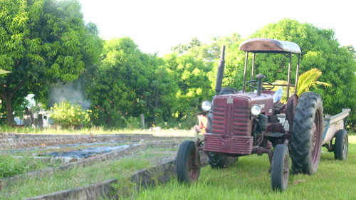 Mango Farm - Mango Farm in Zambales, Philippines