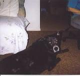 Bear Bear my late sweet dog - our black lab/spitz sweetie Bear
