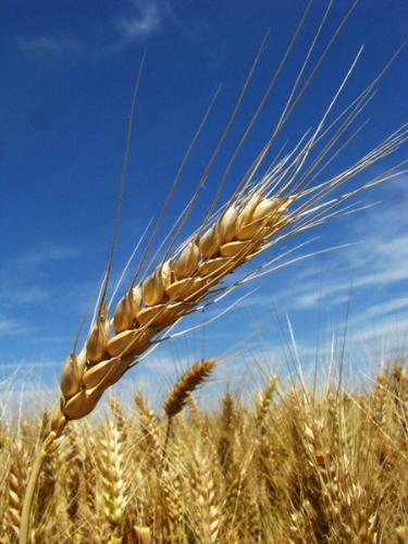 grain - food is the most important thing to people,without them human cannot live ahead