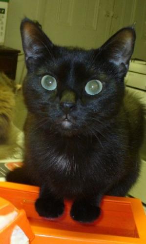 my baby papaaaaaaaaaaa prrrrrrrince - my black cat