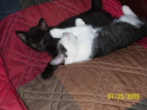 two kitten twins best friends - kittens that were given to me to care for..jared and jaydena..both love each other very well..animals do better at loving their own kind then we do..