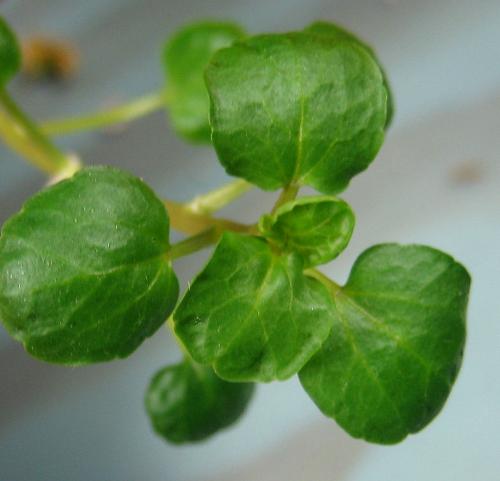 I Miss My Watercress - I didn't take my seed collections. I want to be growing more plants.