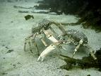 crabs - Let us Not Practice Crab Mentality Online!Let Us Help Each Other!!