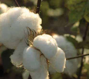 cotton means comfortness - cotton really mean comfortness, coolness, careful and motherly touch
