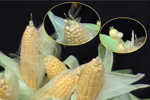 corn with shoot - check it out the corns has shoot, the baby plant growing