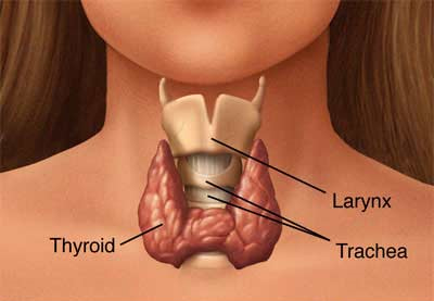 Thyroid Gland - The thyroid gland is the butterfly shaped gland infront of the Trachea. A problem with this gland can affect every cell in your body