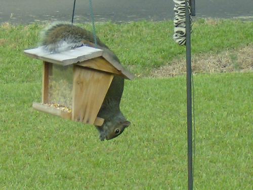 Squirrel raiding birdfeeder - This squirrel raids our birdfeeder as soon as we fill it up