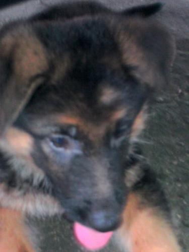 my puppy - one of my puppies...german shepherd