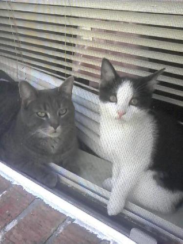 My maine cat and gucci as well - This is a picture of both of my cats. I love them to death tell me what you think about them. [em]lol[/em]