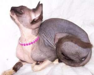 sphynx cat - That's just weird...