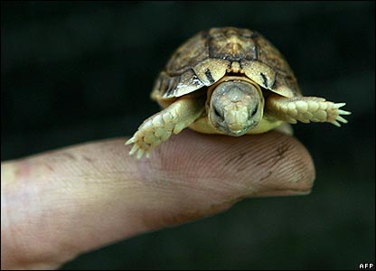 tortoise - small tortoise
