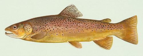 brown trout - fish from new zealand