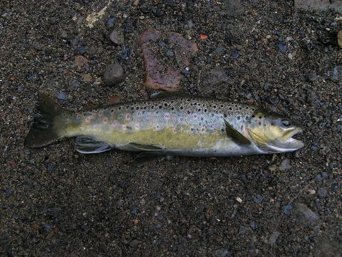 brown trout - fish from new zealand
