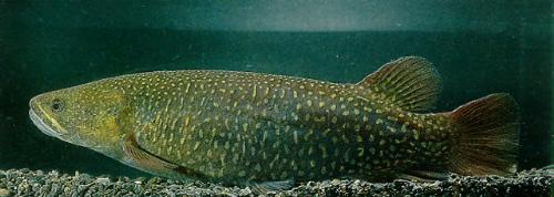 brown trout - fish from new zealand