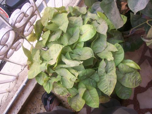 Light Green leaves - How beautiful green leaves appear!!