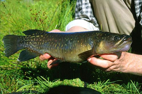 brown trout - fish from new zealand