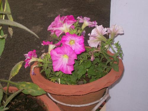 Pink Flowers - How beautiful pink flowers look to us.