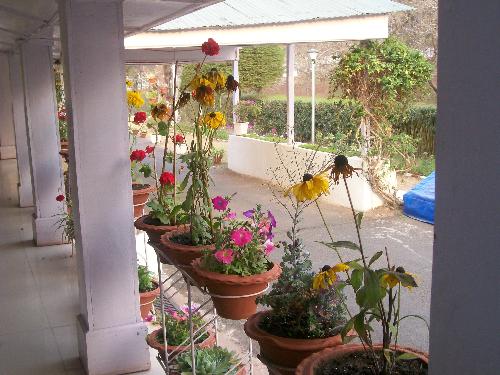Flowers in different colours - How mesmarising flowers look, when in a row.