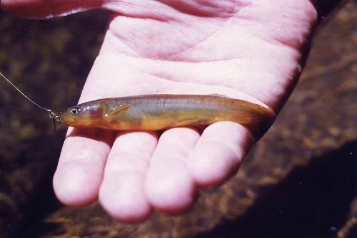 brown trout - fish from new zealand