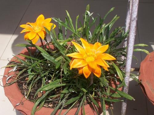 Golden colour flowers - How golden colour flower attract us.