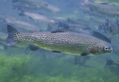 rainbow trout - fish from new zealand