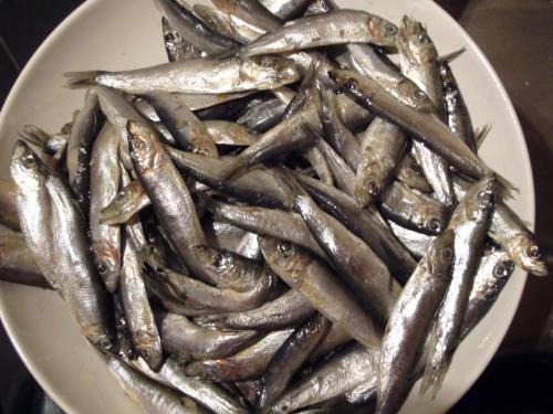 rainbow trout - fish from new zealand