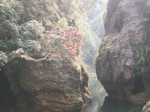 Flowers on the rocks - Flowers could grow on the rocks.
