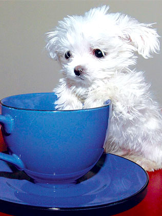 The smallest puppy in the world - The puppy names Scott who lives in New Zealand, it is a Maltese and is as 'big' as a tea cup. Now it is 8 cm high and 20 cm from nose to tail, and only 0.4 kilogram with clothes.