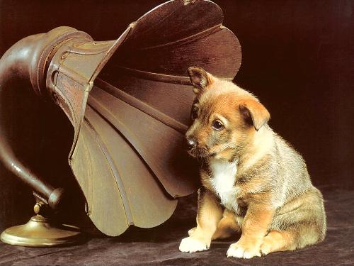 Listening Music - Music is enjoyed by all creatures in this world. music is the Food for Life