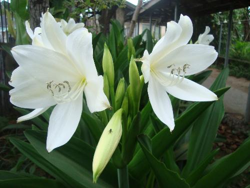 white flowers - flowers always make me happy.