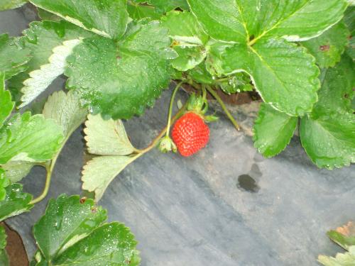 strawberry fields - why do kids love strawberries so much? I think it is more about the concept behind the fruit than the fruit itself.