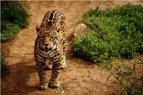 wildlife6 - you will be amazed
