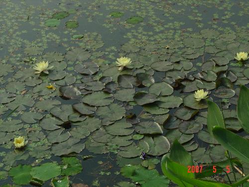 lotus flowers - lotus flowers in my hometown