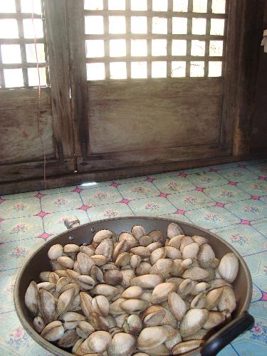 mollusks - fresh and straight from the sea