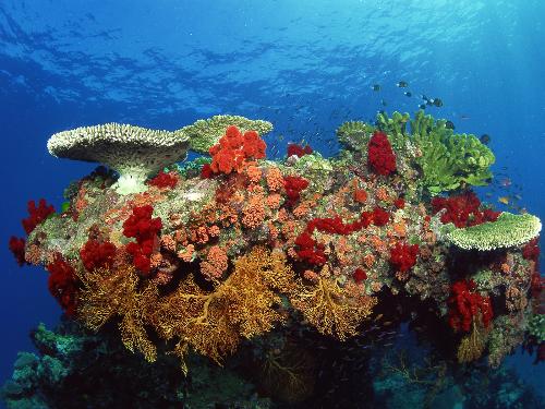 Fish - Another view of the coral reef.