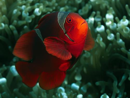Fish - Is that you Nemo? What happened to you?