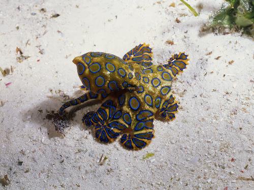 Fish - Creepy crawly in the sea.
