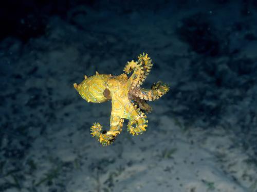 fish - Octopod going bye bye.