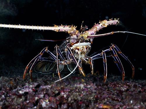 Shrimp - Mr. Whiskers. Cleaning the oceanic floor.