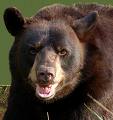 Bear - Wild bears are beautiful but scary