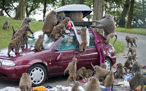 British zoo baboon groups 'looted'suitcase tourist - British zoo baboon groups 'looted'suitcase tourists